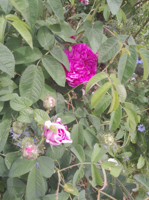 flowers